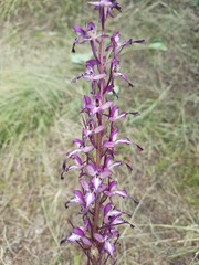 Himantoglossum formosum