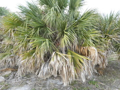 Sabal palmetto