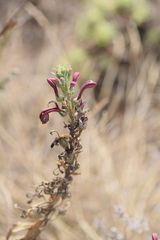Lobelia polyphylla