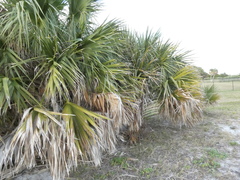 Sabal palmetto