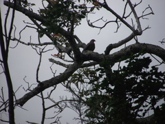 Patagioenas flavirostris