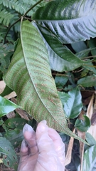 Tectaria polymorpha