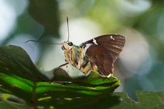 Astraptes fulgerator