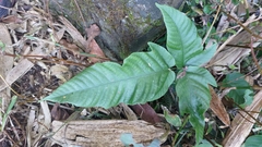 Tectaria polymorpha