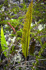 Polypodium pellucidum