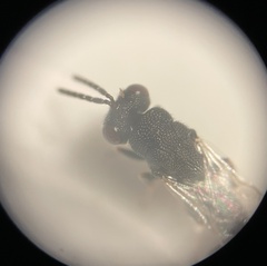 Eurytominae