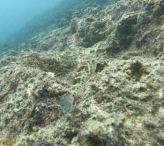 Sphoeroides annulatus