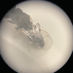 Eurytominae