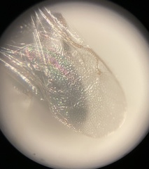 Eurytominae