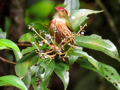 Machaeropterus striolatus