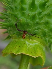 Diaea