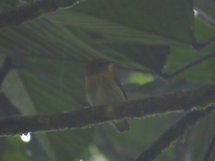Machaeropterus striolatus