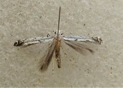 Eumetriochroa panacitorsens