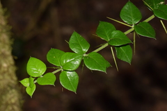Rhaphithamnus spinosus
