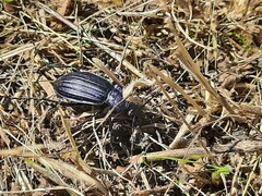Carabus exaratus
