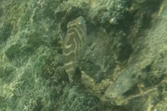 Sphoeroides annulatus