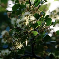 Pithecellobium unguis-cati