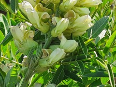 Sophora alopecuroides