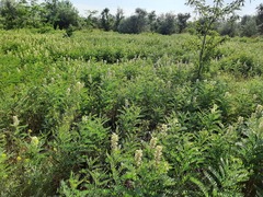 Sophora alopecuroides