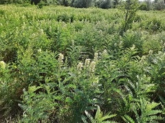Sophora alopecuroides