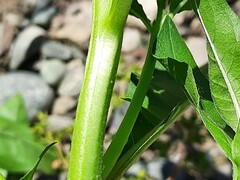 Oenothera biennis