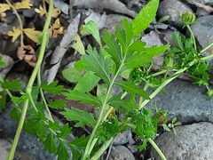 Potentilla supina
