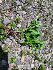 Oenothera biennis