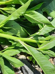Oenothera biennis