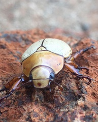 Anoplognathus macleayi