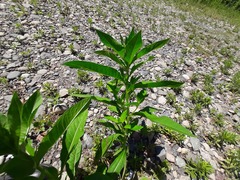 Oenothera biennis