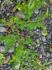 Potentilla supina