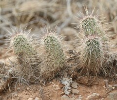 Echinocereus engelmannii fasciculatus