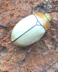 Anoplognathus macleayi