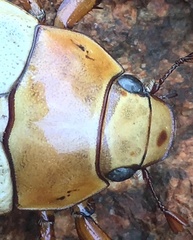 Anoplognathus macleayi