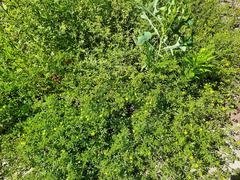 Potentilla supina