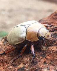 Anoplognathus macleayi