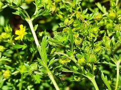 Potentilla supina