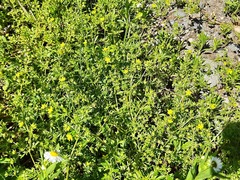 Potentilla supina