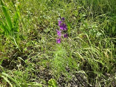 Consolida orientalis