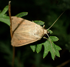 Mythimna convecta