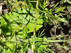 Consolida orientalis