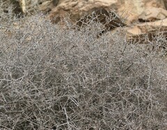 Prunus fasciculata