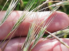 Bromus sterilis