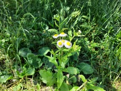 Erigeron annuus