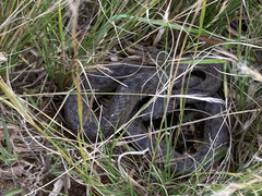 Madagascarophis colubrinus