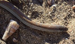 Aprasia striolata
