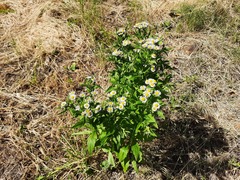 Erigeron annuus