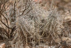 Echinocereus engelmannii fasciculatus