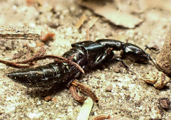 Thyreocephalus
