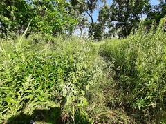 Marrubium peregrinum